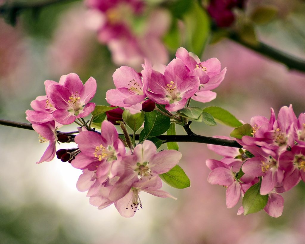 beautiful cherry blossoms